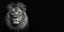 Black And White Photorealistic Studio Portrait Of A Male Lion On Black Background. Generative AI Illustration