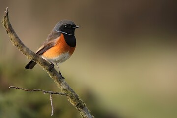 Poster - male redstart perched on branch, looking out over the landscape, created with generative ai