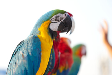 Close up of colorful blue macaw parrot pet perch on roost branch with blue clear sky background