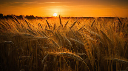 Wall Mural - Beautiful Sunset wheat golden field in the evening, AI Generative