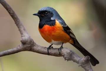 Wall Mural - male redstart bird on tree branch, showing off its colorful plumage, created with generative ai