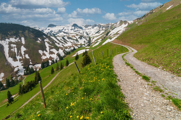 Canvas Print - Beautiful winding road between the green pastures in the Swiss alps.