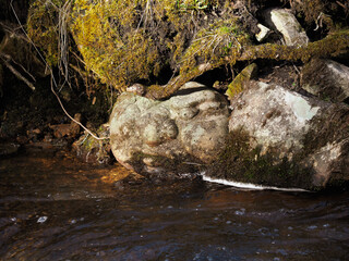 Wall Mural - Spring in nature. Decorated Latvian nature walking trail, created stone faces, which are hidden in other stones next to the river and the moss and trees