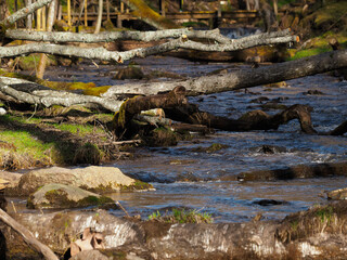 Wall Mural - Spring in nature. Decorated Latvian nature walking trail, the river flows in the forest and park, among stones, moss and trees. Fallen old trees on the ground and in the water