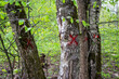 Trees marked for felling with red crosses