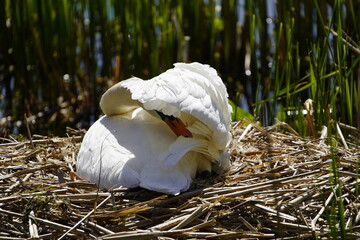 Wall Mural - 
Breeding Mute Swan (Cygnus olor) Anatidae family. Hanover, Germany.
