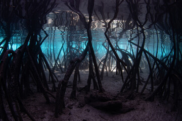 Wall Mural - Light filters underwater into the shadows of a dark mangrove forest growing in Raja Ampat, Indonesia. Mangroves are vital marine habitats that serve as nurseries and filter runoff from the land.