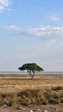 Fototapeta  - Tree in Africa