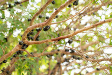 Jaboticaba Fruit. The Exotic Fruit Of The Jaboticaba Grows On The Tree Trunk. Jabuticaba Is The Native Brazilian Grape Tree. Species Plinia Cauliflora. The Young Fruit Is Green.