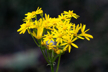 Wild Butterweed Blooming Bright Yellow In The Spring Morning, Close-up With A Blurred Bokeh Dark Background
