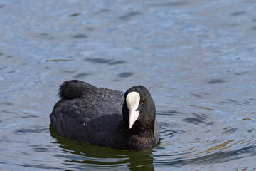 Wall Mural - The Eurasian coot (Fulica atra), also known as the common coot, in king´s park,Nature preserve
Amager Vest,Denmark,Scandinavia,Europe