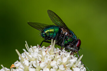 Poster - fly on leaf