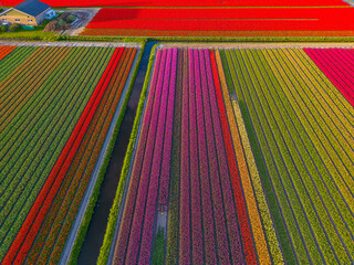 Panoramic landscape of orange beautiful blooming tulip field in Holland Netherlands in spring with blue sky, illuminated by the sun - Drone shot of Tulpis flowers backgrund banner panorama