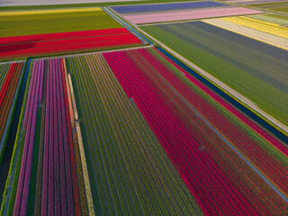 panoramic landscape of orange beautiful blooming tulip field in holland netherlands in spring with b