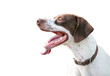 An English Pointer mixed breed dog with a long tongue panting