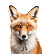 face / portrait of a beautiful red fox isolated over a transparent background, wildlife and nature design element, generative AI