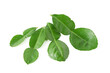 © Nattapol_Sritongcom - Bergamot kaffir lime leaves herb fresh ingredient isolated on white background.Green citrus thai lime ingredient for cooking