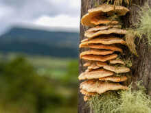 Macro Photography Of Some Species Of Trametes Fungal Plant Pathogen, Growing In A Old Fence Post Surrounded By Lichen,  Captured In A Farm Near The Town Of Arcabuco In Central Colombia.