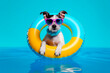 Dog summer inside of a inflatable ring and wearing sunglasses isolated on blue wallpaper. Generative AI
