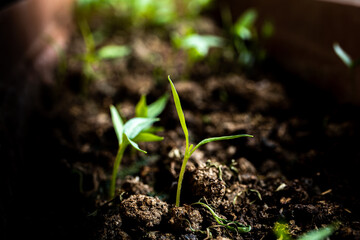 Wall Mural - agriculture revived by spring