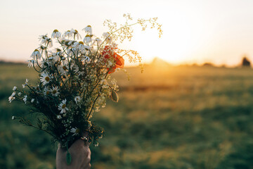 Wall Mural - Beautiful wildflowers bouquet in woman hands close up in sunset light in barley field. Stylish female relaxing in evening summer countryside and gathering flowers. Atmospheric tranquil moment