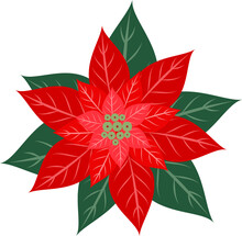 Poinsettia With Green Leaf Illustration. Christmas Element. Flat Design.