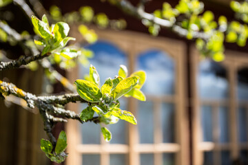 Canvas Print - fresh blossomed young leaves from bud on twig of old apple tree close up and window of wooden village house in background on sunny spring day