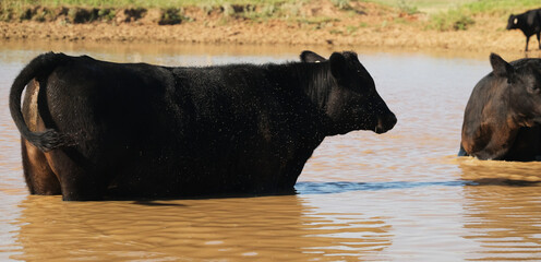 Wall Mural - Black angus cow standing in pond water during summer on Texas ranch cooling in heat.