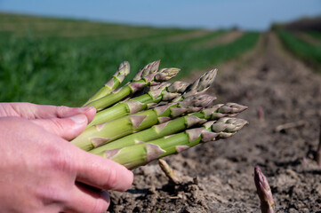 Worker's hands with bunch of fresh green asparagus sprouts growing on bio farm field in Limburg, Belgium, new harvest