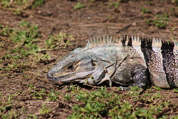 Wall Mural - Mexican spiny-tailed iguana