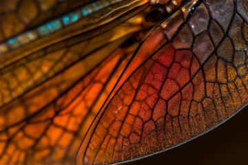 Wall Mural - Close up image of a colorful dragonfly wing on dark background. AI generated content