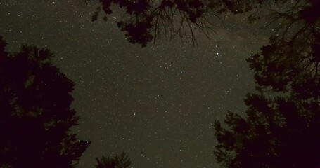 Wall Mural - Timelapse Panning Of Stars Moving Overhead Framed By Forest Trees - Ridgway, Colorado