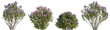 Set of lilac Syringa vulgaris bloom bush Yankee Doodle Belle de Nancy springtime shrub isolated png on a transparent background perfectly cutout 