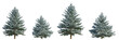 © Roman - Set of 4 picea pungens colorado blue green spruce evergreen pinaceae needled tree isolated png on a transparent background perfectly cutout