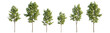 © Roman - Set of 6 middle and small trees sycamore platanus maple street trees isolated png on a transparent background perfectly cutout