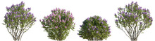Set Of Lilac Syringa Vulgaris Bloom Bush Yankee Doodle Belle De Nancy Springtime Shrub Isolated Png On A Transparent Background Perfectly Cutout 