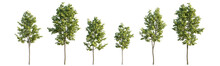Set Of 6 Middle And Small Trees Sycamore Platanus Maple Street Trees Isolated Png On A Transparent Background Perfectly Cutout