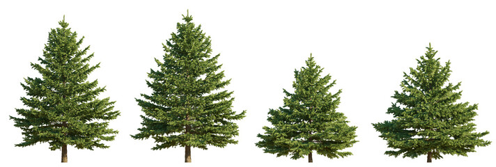 Picea pungens colorado blue green spruce evergreen pinaceae needled tree isolated png on a transparent background premium cutout 