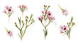 set / collection of beautiful pink wax flower twigs and buds (2) in various positions over a transparent background, isolated floral design elements, flat lay / top view