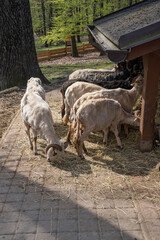 Wall Mural - Sheared sheep and ram outdoors on a farm.