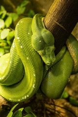 Wall Mural - Green python on a tree branch.
