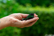 mão feminina em formato de concha acolhendo um filhote de beija-flor e aguardo que ele saia voando para a natureza. 