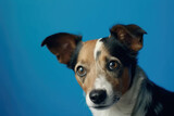 Fototapeta Zwierzęta - Dog sad peeks cautiously around the corner of a blue background 