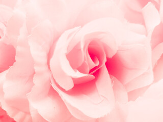 Wall Mural - Beautiful abstract color pink flowers on white background, light pink flower frame, red leaves texture, pink background, valentines day, love theme, red texture 