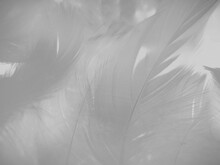 Beautiful Abstract Black Feathers On White Background And Soft White Feather Texture On White Texture Pattern, Dark Theme Wallpaper, Gray Feather Background, Gray Banners
