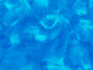 Wall Mural - Beautiful abstract blue feathers on black background, white feather texture and blue background, feather wallpaper, blue texture banners, love theme, valentines day, light blue texture gradient