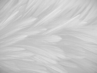 Wall Mural - Beautiful abstract grey feathers on white background, soft white feather texture on white texture pattern, dark theme wallpaper, light black feather background, grey banners, white gradient