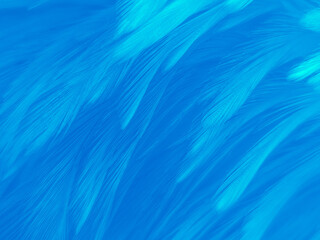 Wall Mural - Beautiful abstract colorful white and blue feathers on black background and soft white feather texture on blue pattern and blue background, feather background, blue banners
