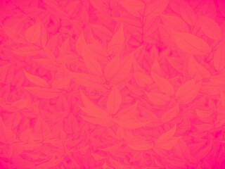 Wall Mural - Beautiful abstract color pink flowers on white background, light red flower frame, red leaves texture, pink background, valentines day, love theme, flora texture 