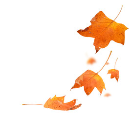 Wall Mural - autumn leaf colors isolated for background